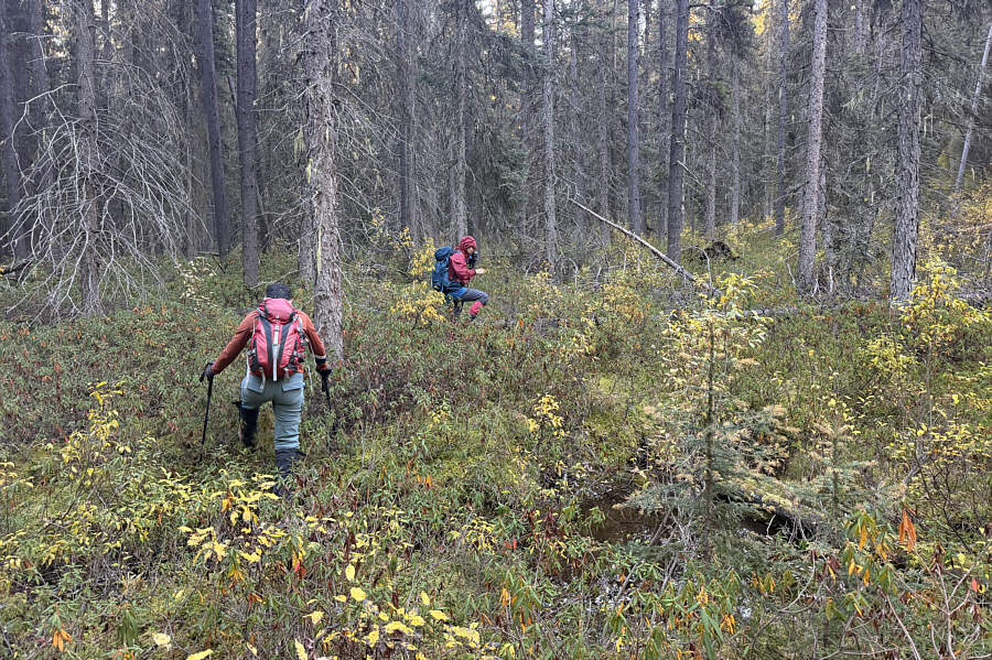 Not the worst bushwhacking we've ever done...