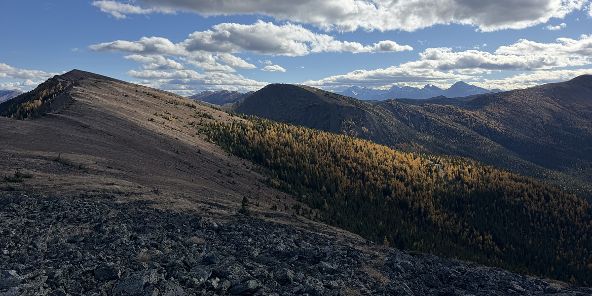 The larches are nicely highlighted by sunlight.