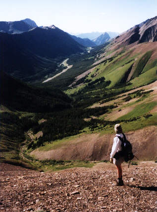 That bush doesn't look so bad from here...