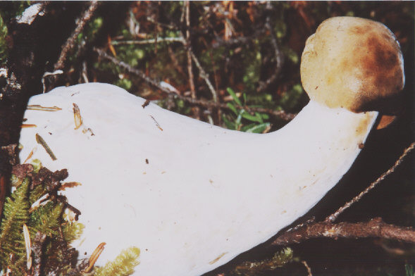 No Viagra needed here!