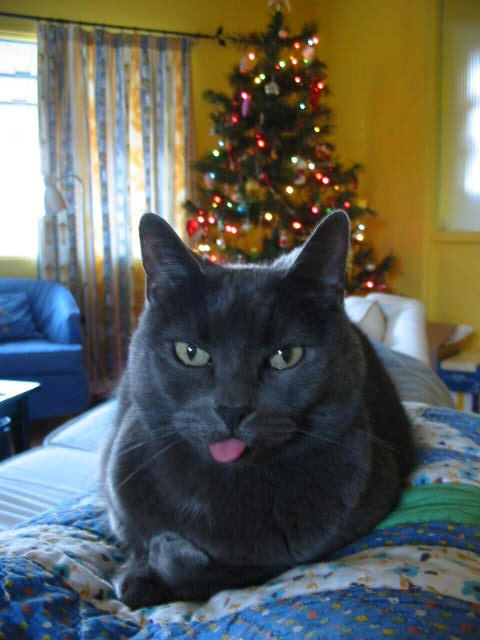 There's a happy cat.