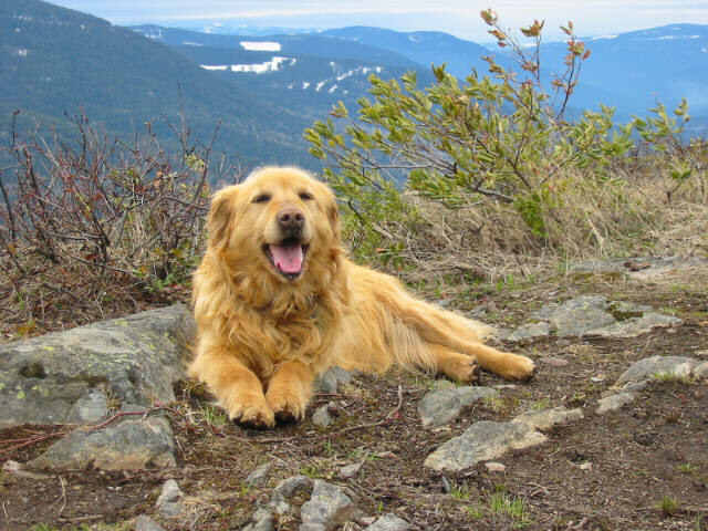 Cute dog!