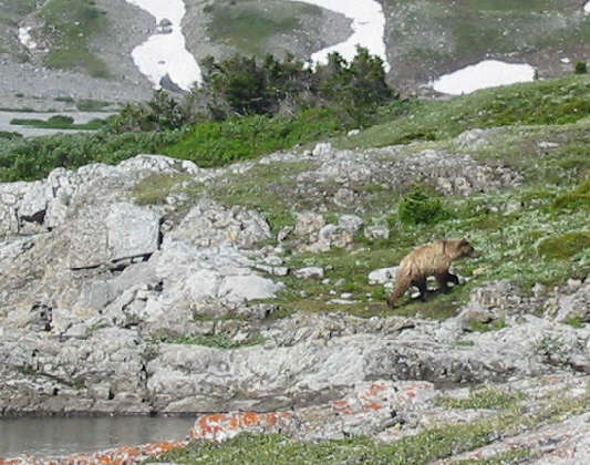 The simple bear necessities...