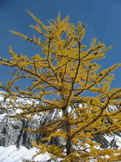 And now, No. 3, The Larch (old Monty Python running gag)