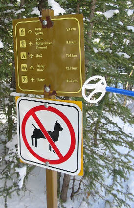 That's one peculiar-looking dog!