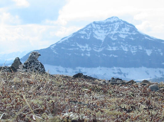 Look at the 'birdie'!