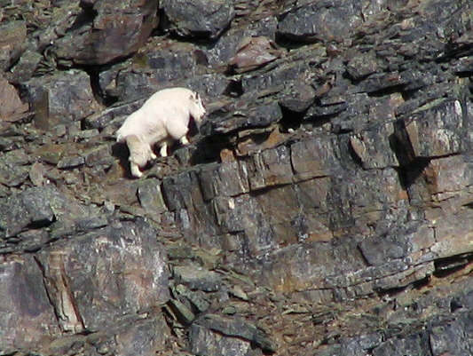 I wonder how they keep their coats so white...