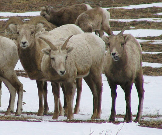 That sheep knows how to mug for the camera!