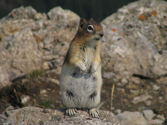 Got anything to eat?