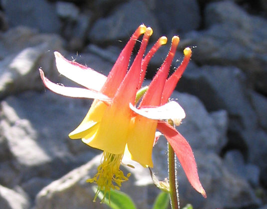 A token flower photo.