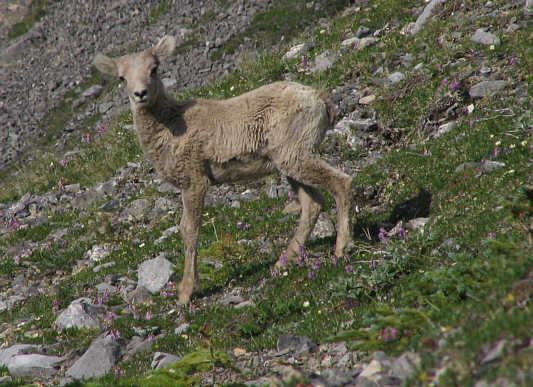 While the rest of the herd had already bolted, this lamb didn't move for so long that I almost thought it was dead.