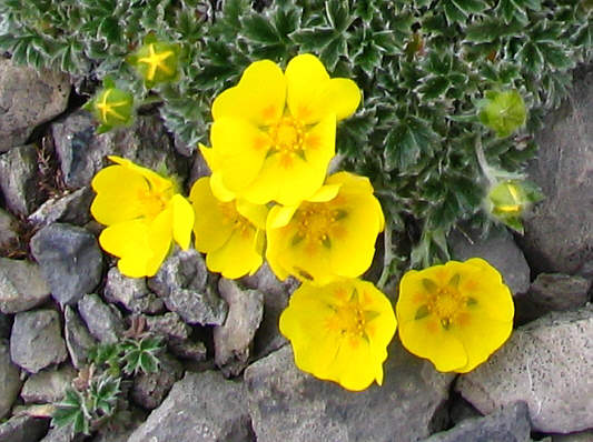 I like the star in the centre of each flower.