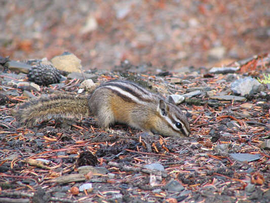 This critter hardly took notice of us as we hiked past it.