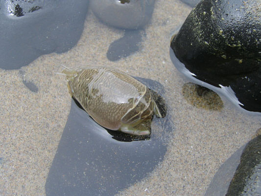 This thing was about the size of my thumb.