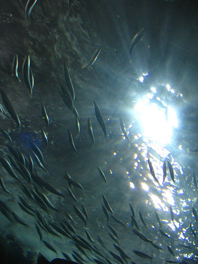 Would you like that on your pizza?