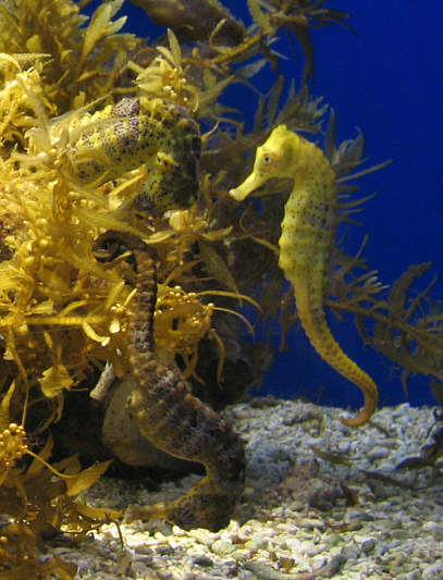 The one that's brown and upside-down looks kinda dead!