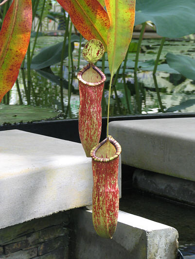 Kinda look like used condoms!