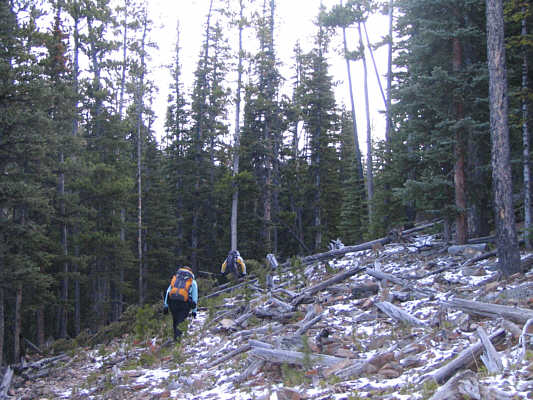 This logging road seemingly never ends!