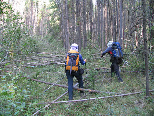 There's a road here??