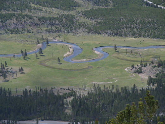 Those dots on the grass are bison.