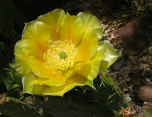 This flower was high up on a wall and rather difficult to photograph.