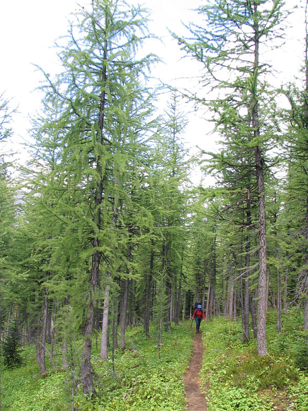 These will be turning colour in a few weeks.