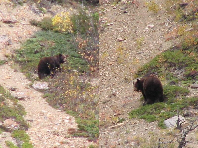 The bear knew I was there but appeared to be indifferent about my presence. Sigh.