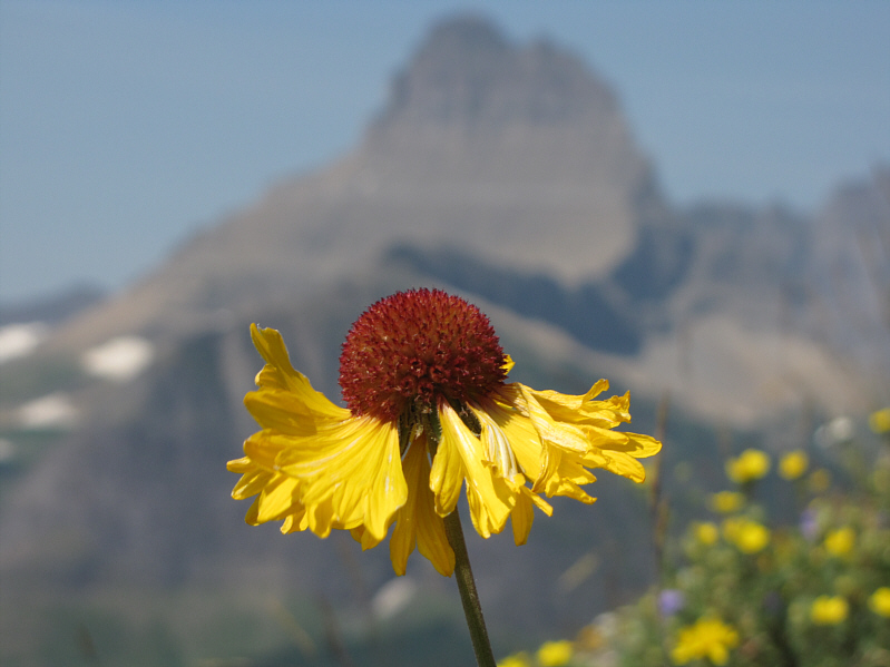 All we need now is a bee.