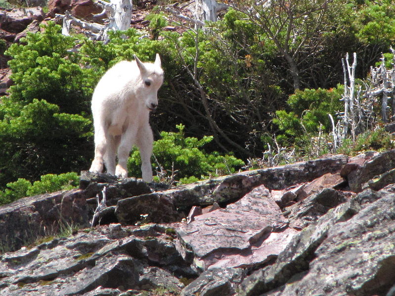 Even the baby goats are expert climbers!