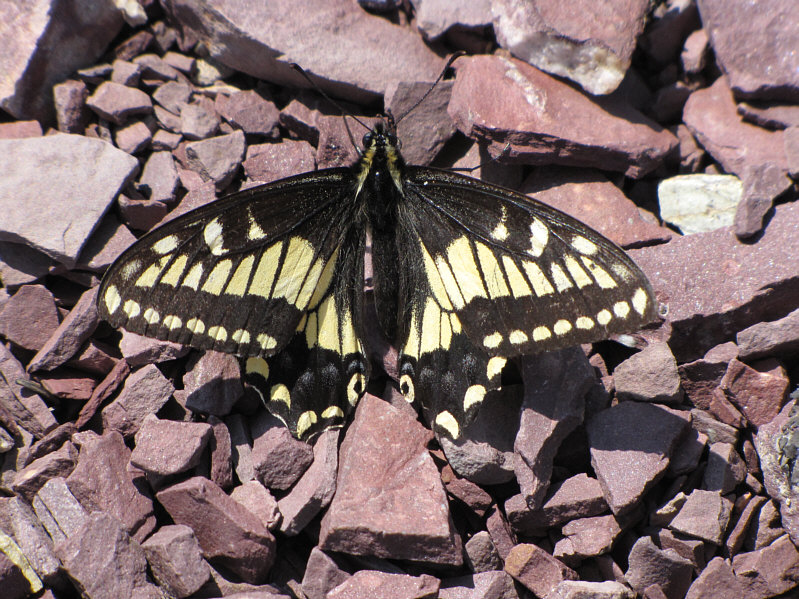 Even after being frightened away, it kept coming back!