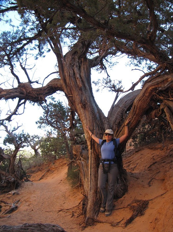 How do these junipers get so big??