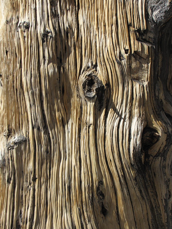 I think this is bristlecone pine.