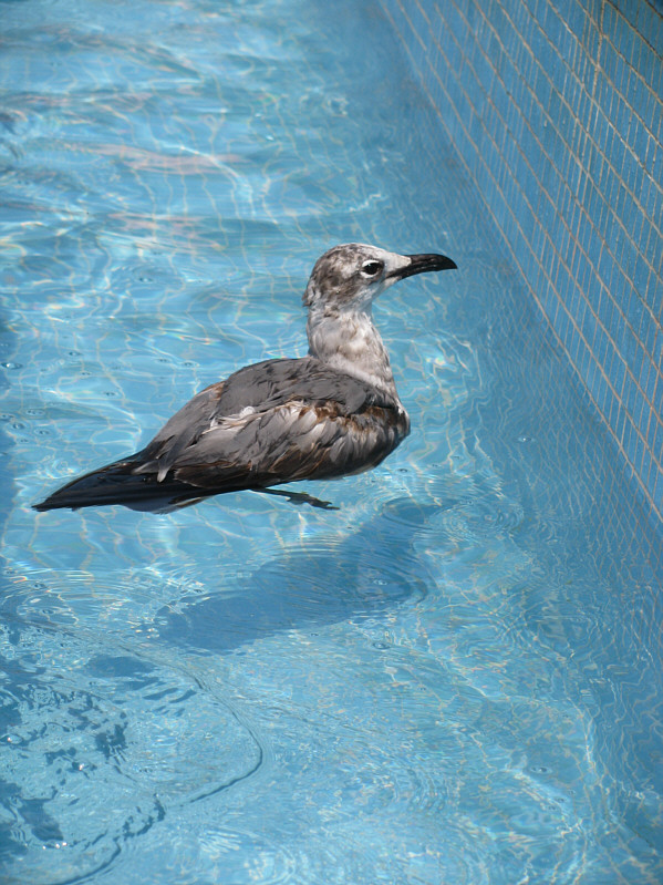 Diego actually used a kisby ring to try and drag this bird out!