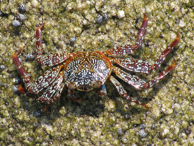 Check out the snails too.