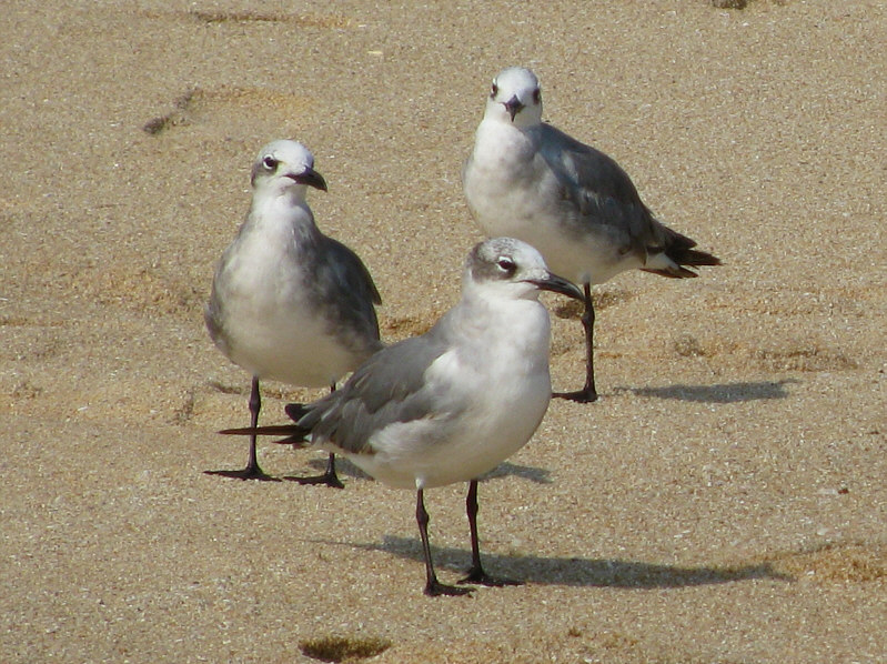 These Mexican seagulls seem a bit scrawnier than their Canadian counterparts.