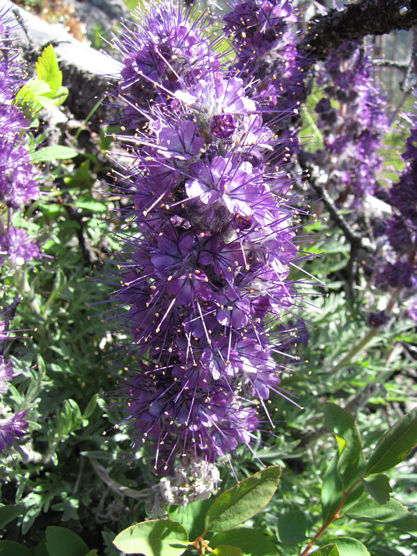 Also known as Phacelia hastata.
