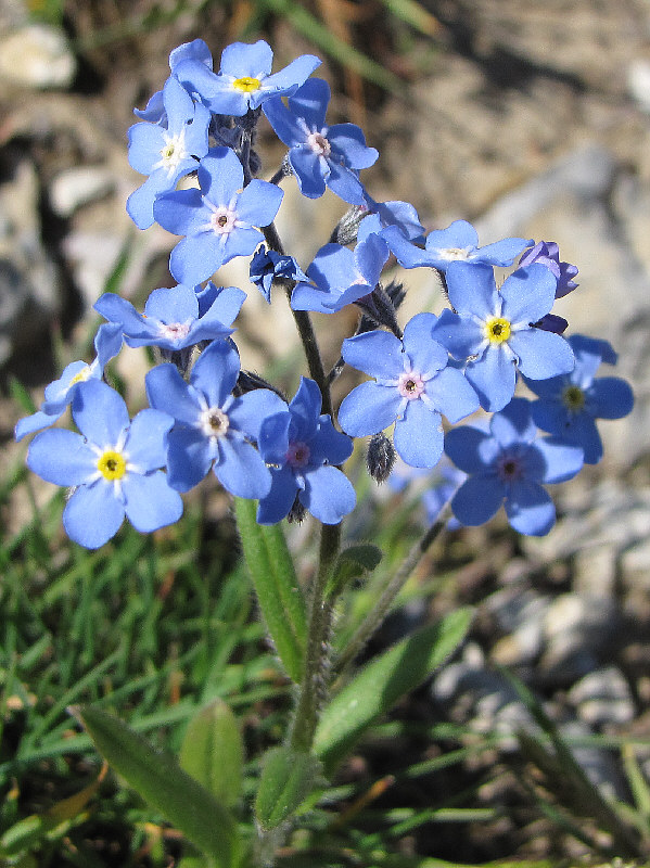 Lots of wildflowers here.