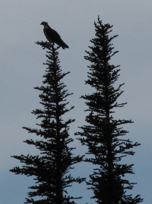 It entertained us by diving for fish in the lake.