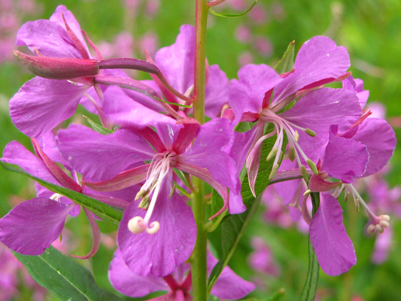 A much more interesting and satisfying day of hiking than expected!