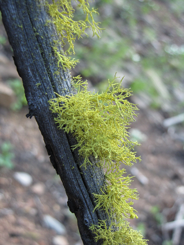 Fascinating, isn't it?