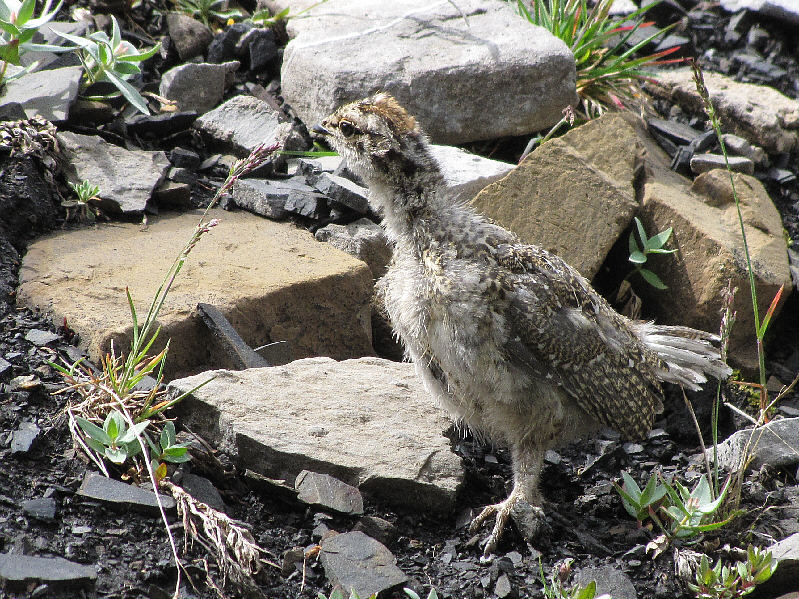 Looks a little disheveled, doesn't it?