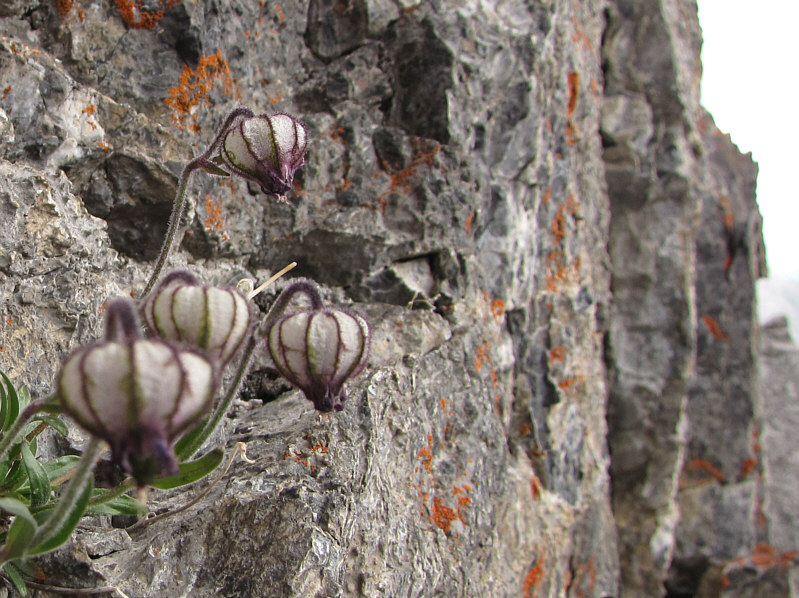 An odd place for these odd-looking flowers.