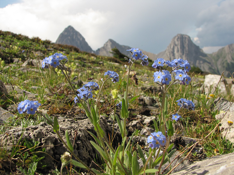 A much more comfortable location than those nodding cockles!
