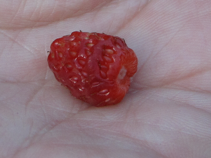 There's nothing sweeter than wild strawberries!