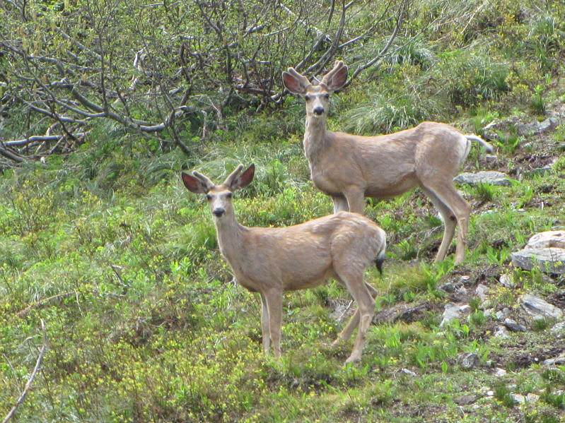 Why do all deer look the same?