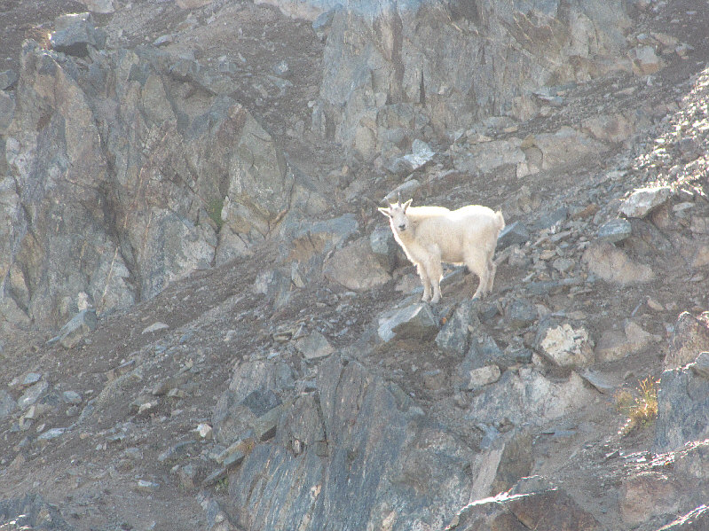 Kelly also saw a goat near where she was hanging out by the lake.