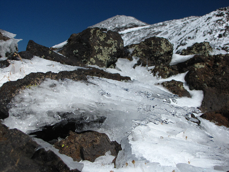 More interesting than those endangered perennials, I'd say!