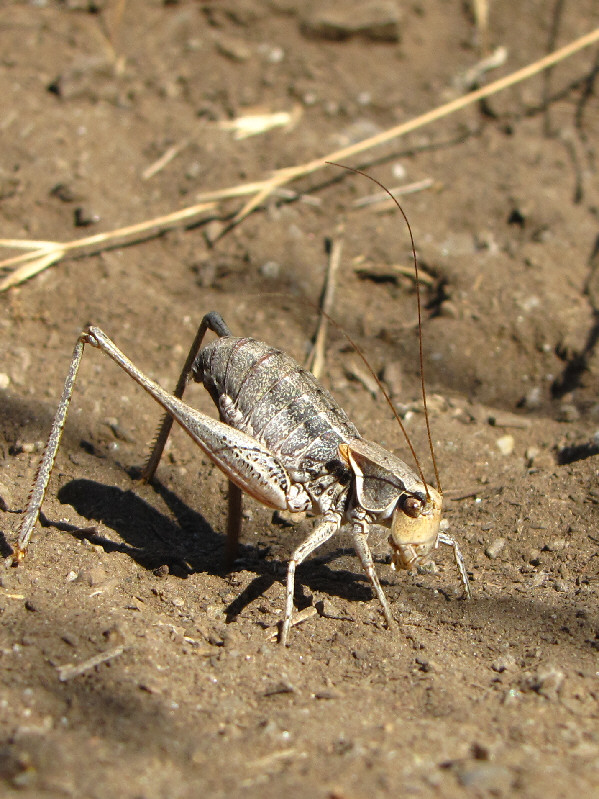 I'll take these over mosquitoes and horseflies any day!