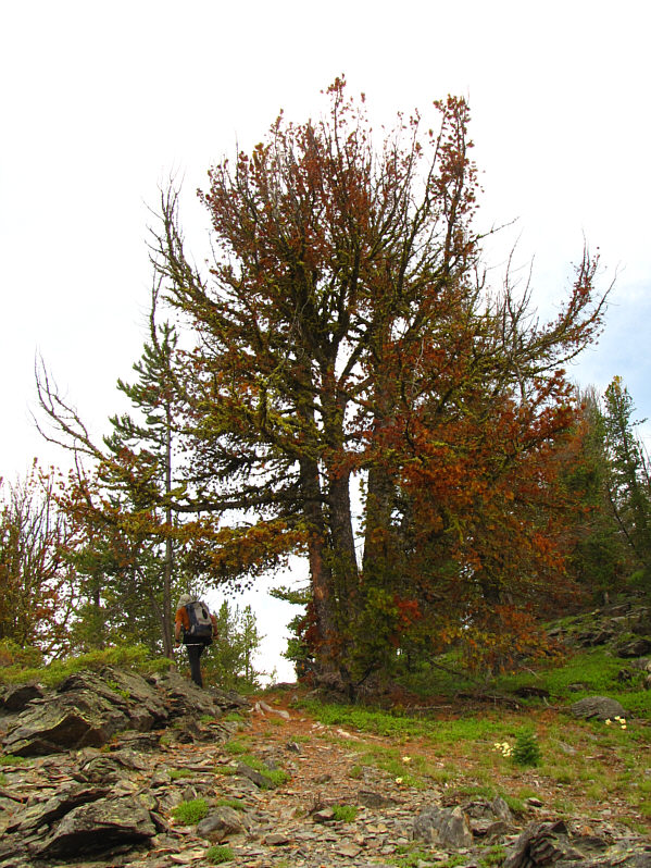 Hmm...I don't recall the tree looking this colourful!