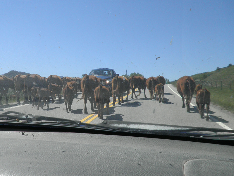 Moooooooooove over!!!!